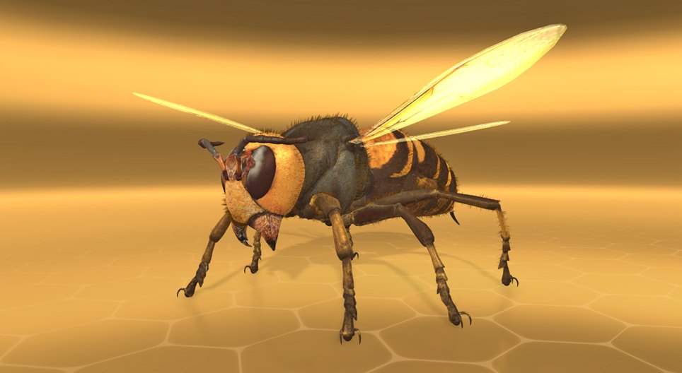 Calabrone gigante asiatico