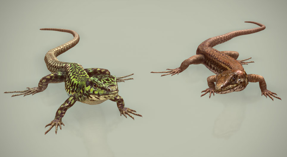 Maltese wall lizard