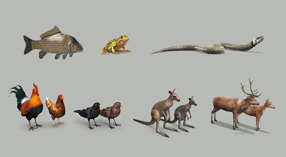 Ciclo vitale dei vertebrati