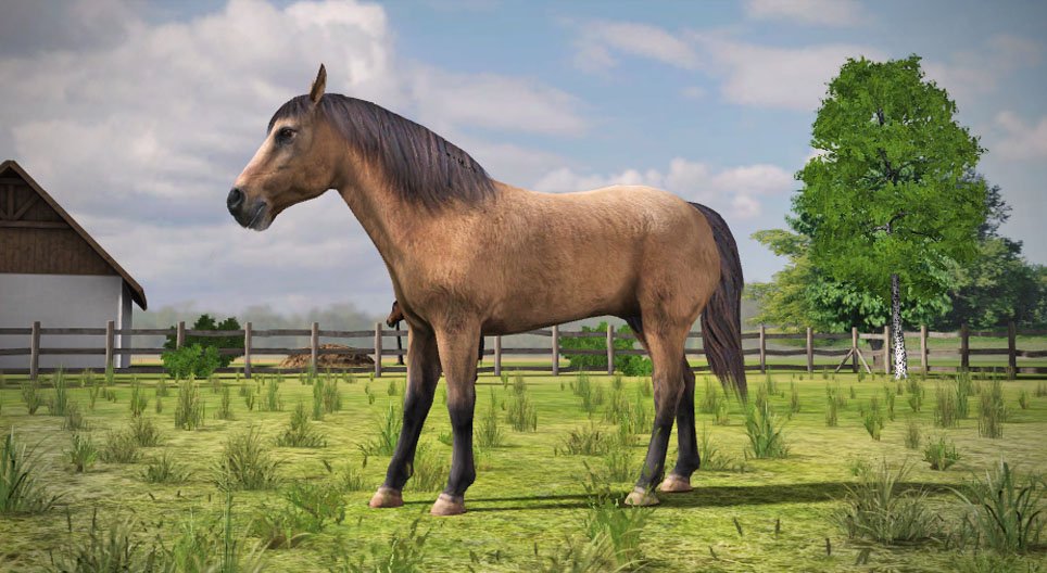 Cavallo domestico