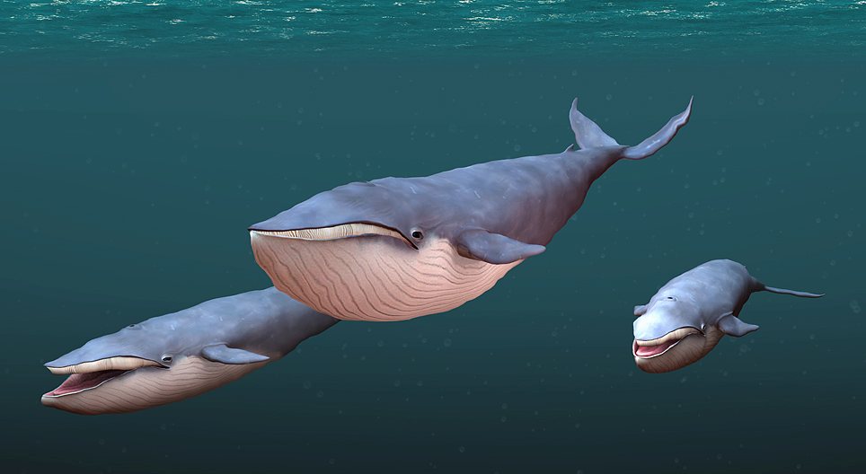 Balenottera azzurra