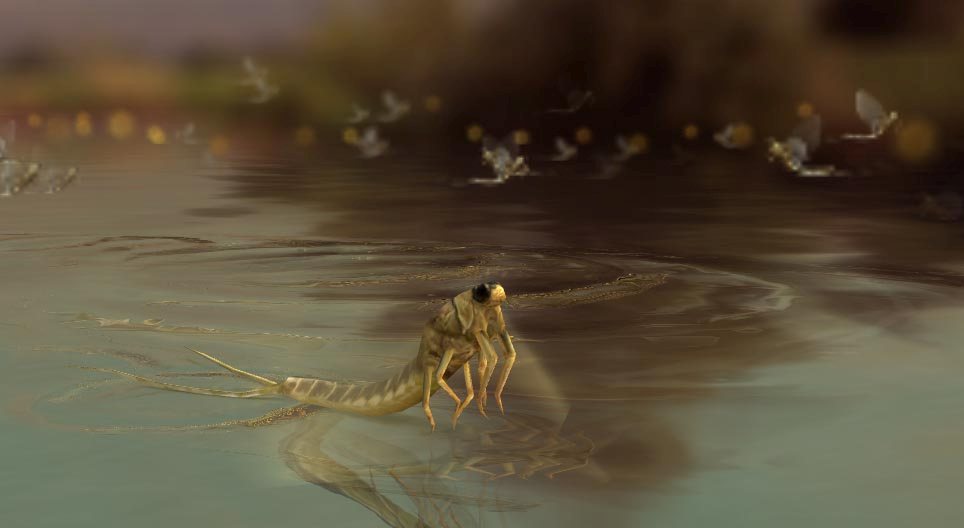 Palingenia longicauda (Effimera)