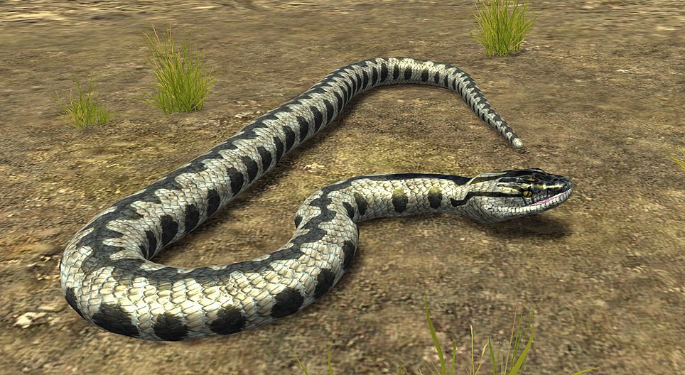 Vipera berus (marasso)