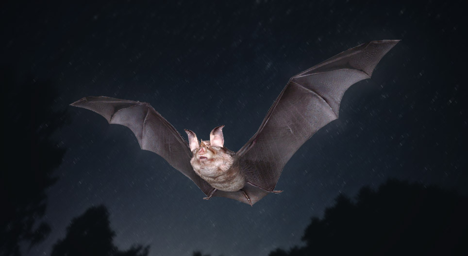 Ferro di cavallo minore (Pipistrello)