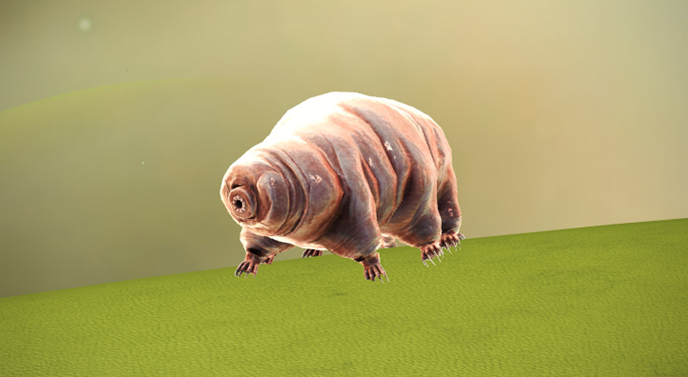 Tardigrada