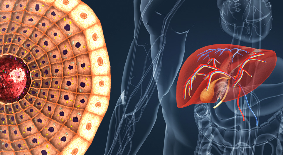 Anatomia e funzionamento del fegato
