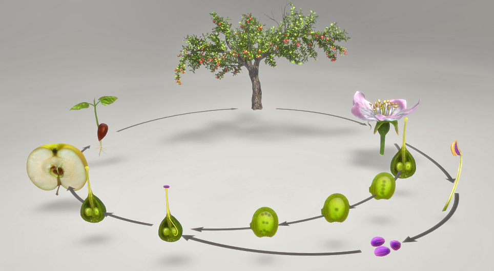 Il ciclo vitale delle piante