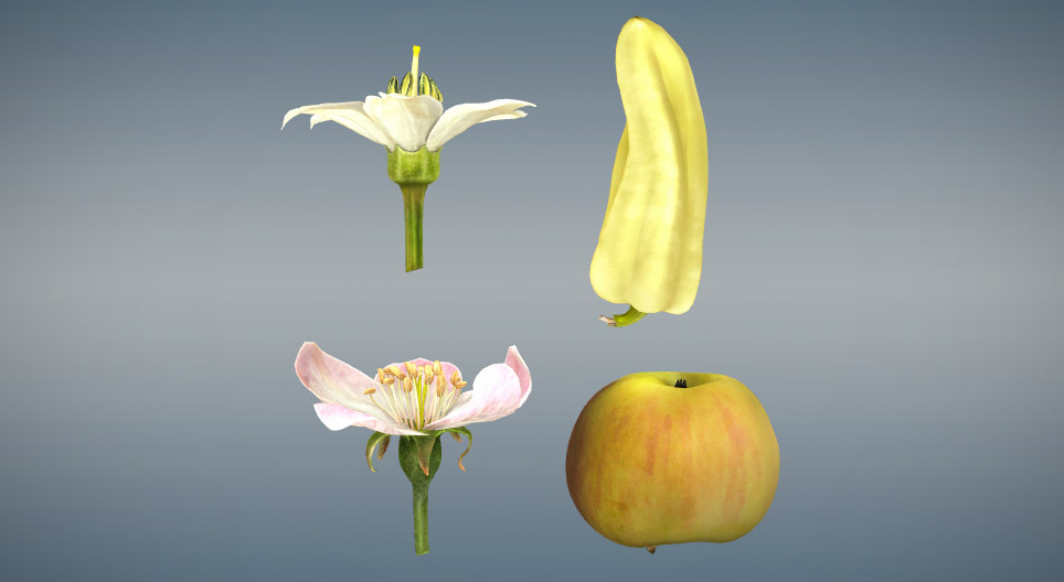 Confronto dei veri frutti e dei falsi frutti