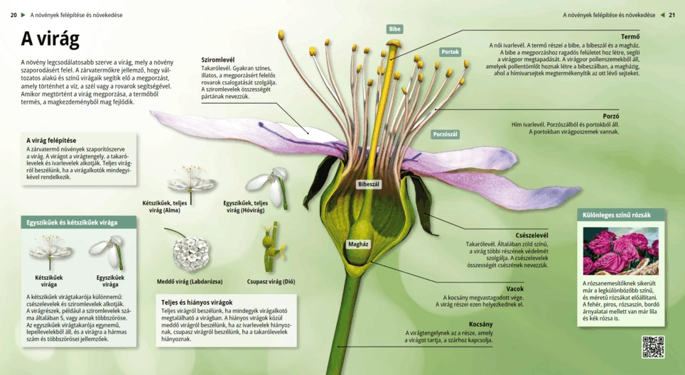 Flowers