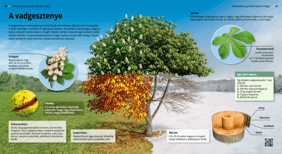 Common horse chestnut