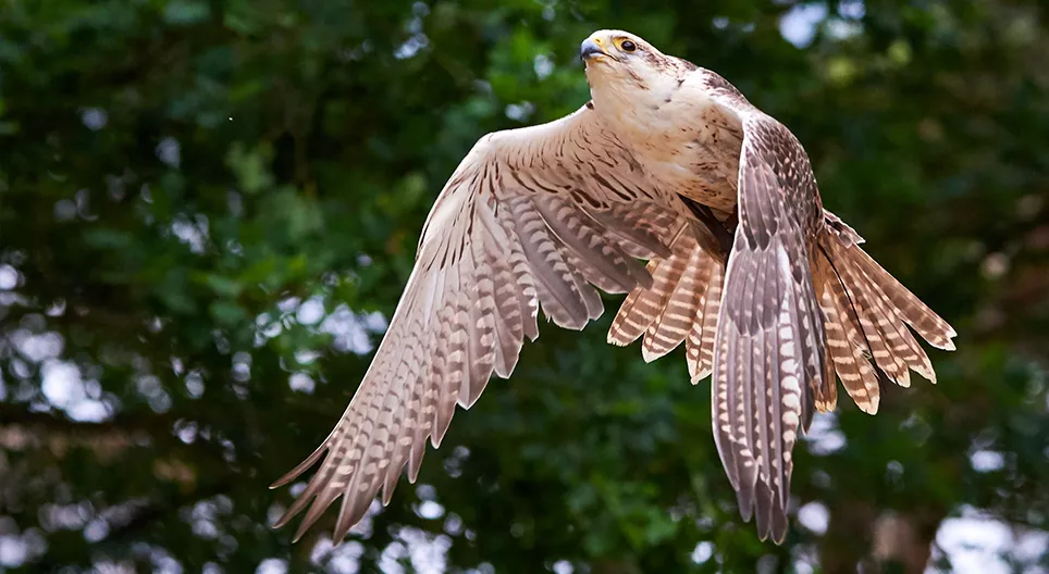 Kaip paukščiai skraido? 1 dalis