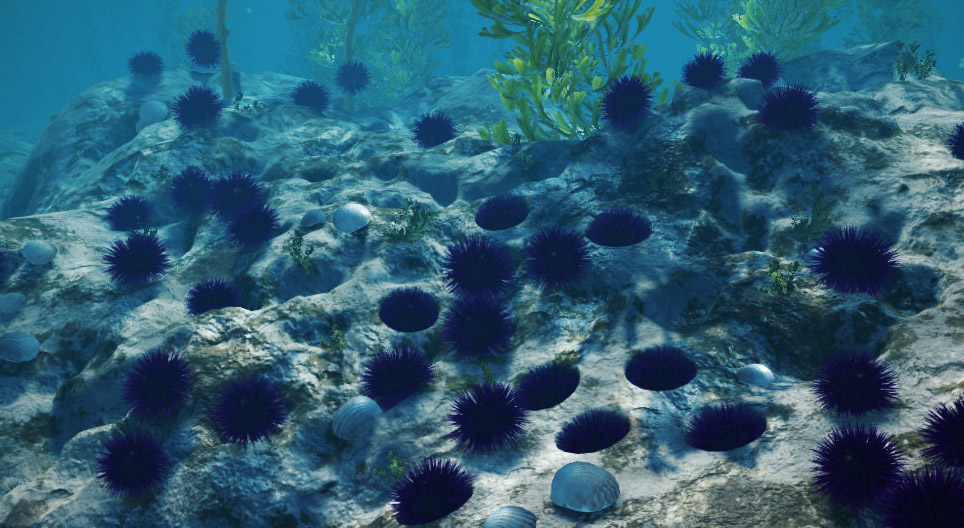 Purple sea urchin