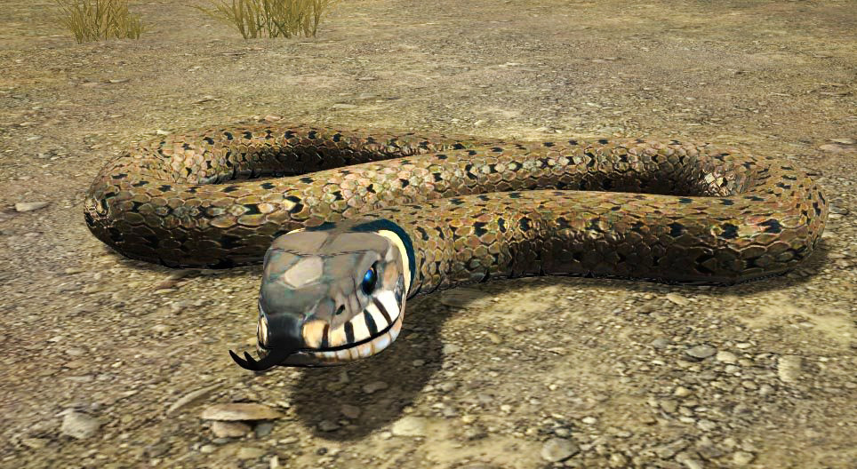 Grass snake