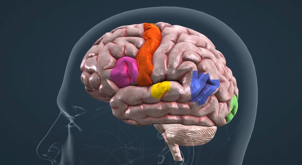 Cortical organisation of speech