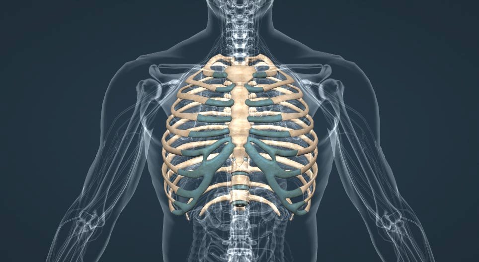 The bones of the thorax