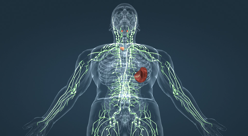 Lymphatic system