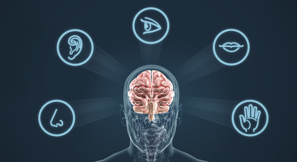 The sense organs