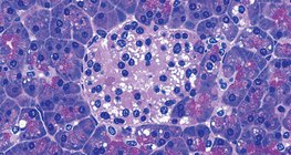 Insulin produzierende Zellengruppe der Bauchspeicheldrüse