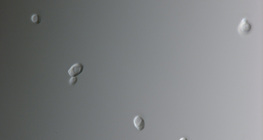 Candida-Pilz (verursacht häufig vaginale Infektion)