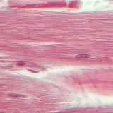 Tendon (vue en coupe longitudinale)