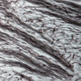 Tissu de fibrocartilage (nez d'un embryon de cochon)