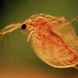 Cladocera (Wasserfloh)