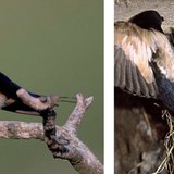 Barn swallow