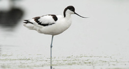 Avocette