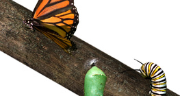 Von der Raupe zum Schmetterling