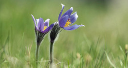 Pulsatilla grandis