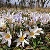 Crocus reticulatus