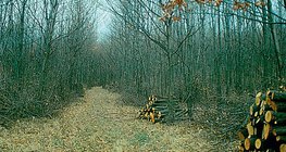 Fällen von Bäumen in einem jungen Wald