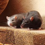 Rat