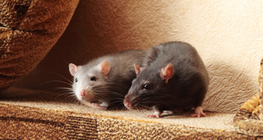 Rat