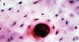 Binde- und Stützgewebe