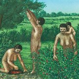 Humains préhistoriques, cueilleurs