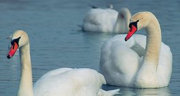 Cygnes