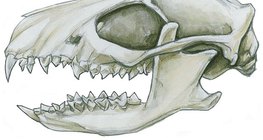 Insektenfressergebiss