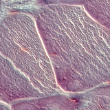 Tendon (vue en coupe)