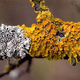 Groot dooiermos (Xanthoria parietina)