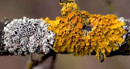 Gewöhnliche Gelbflechte (Xanthoria parietina)