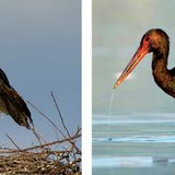 Ooievaar in het nest - Zwarte ooievaar vangt vissen