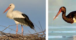 Cigogne blanche dans son nid - Cigogne noire attrapant du poisson