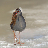 Waterral