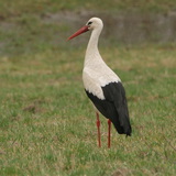 Cigogne
