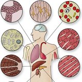 Celtypes van weefsel