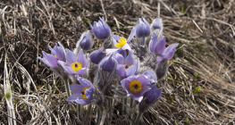 Pulsatilla grandis