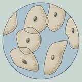 De microscopische weergave van epitheelcellen van het oppervlak van de tong