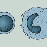 Cellen van het immuunsysteem