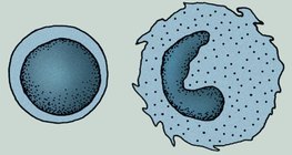 Zellen des Immunsystems